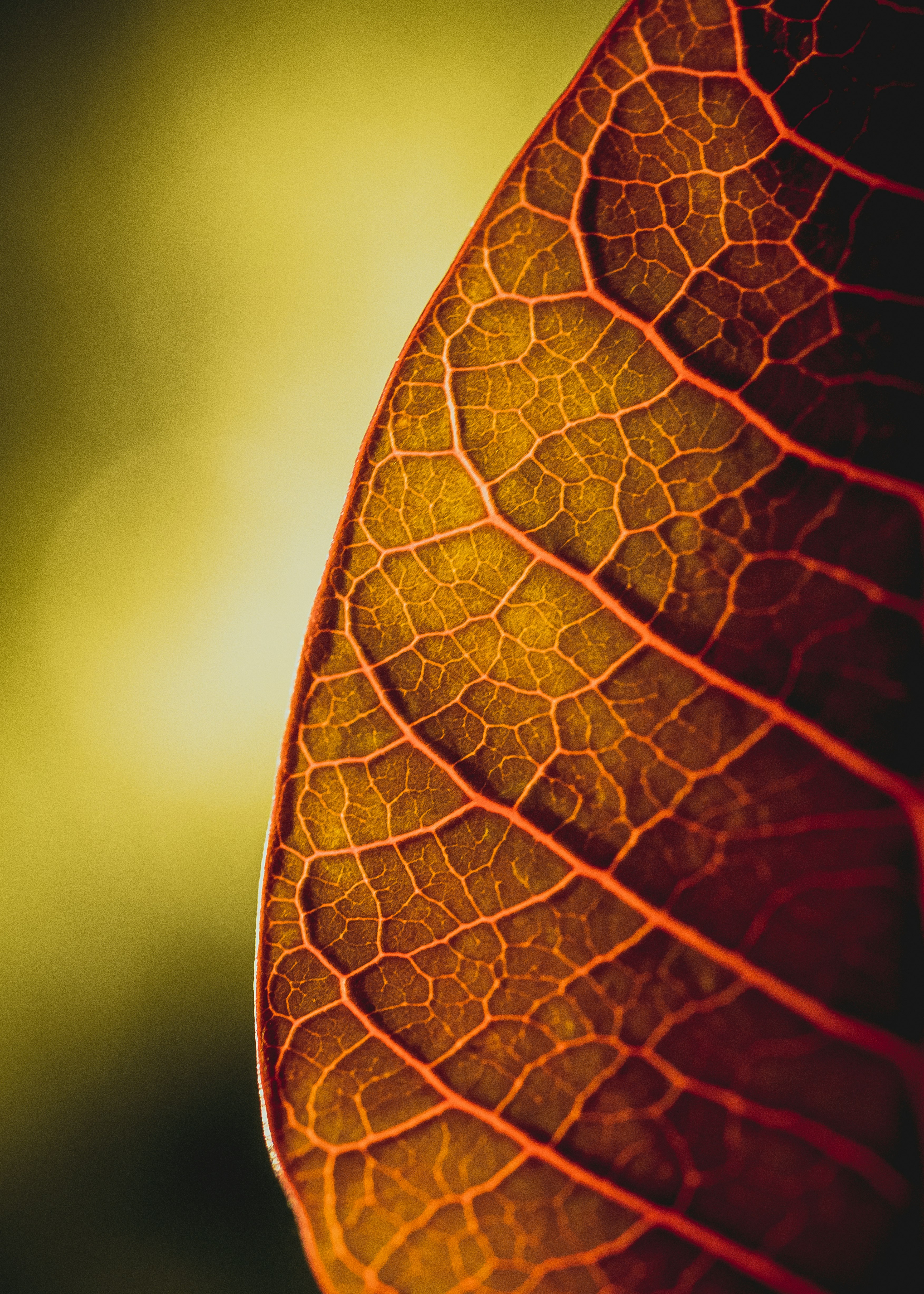 red leaf in close up photography
